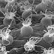 The eggs of the new tardigrade are capped with flexible filaments.